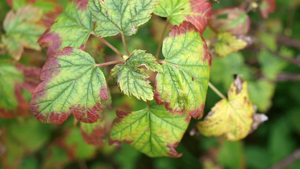 ferric chlorosis