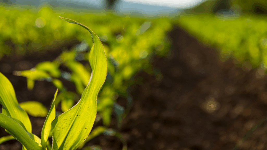 Sustainable agriculture