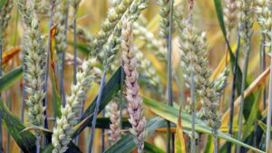fusarium